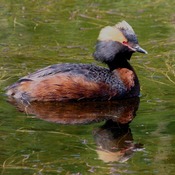Horned Grebe
